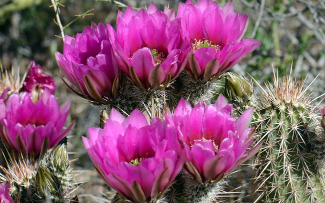 Engelmann's Hedgehog Cactus blooms from February to June. Flowers open during the day for several days. Echinocereus engelmannii 